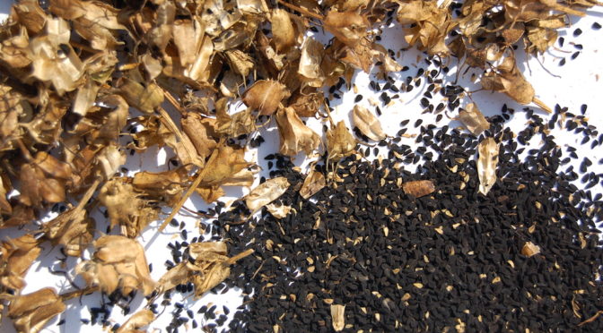 Nigella sativa seed pods black seeds